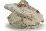 Bargain, Fossil Running Rhino (Hyracodon) Skull - South Dakota #249255-5